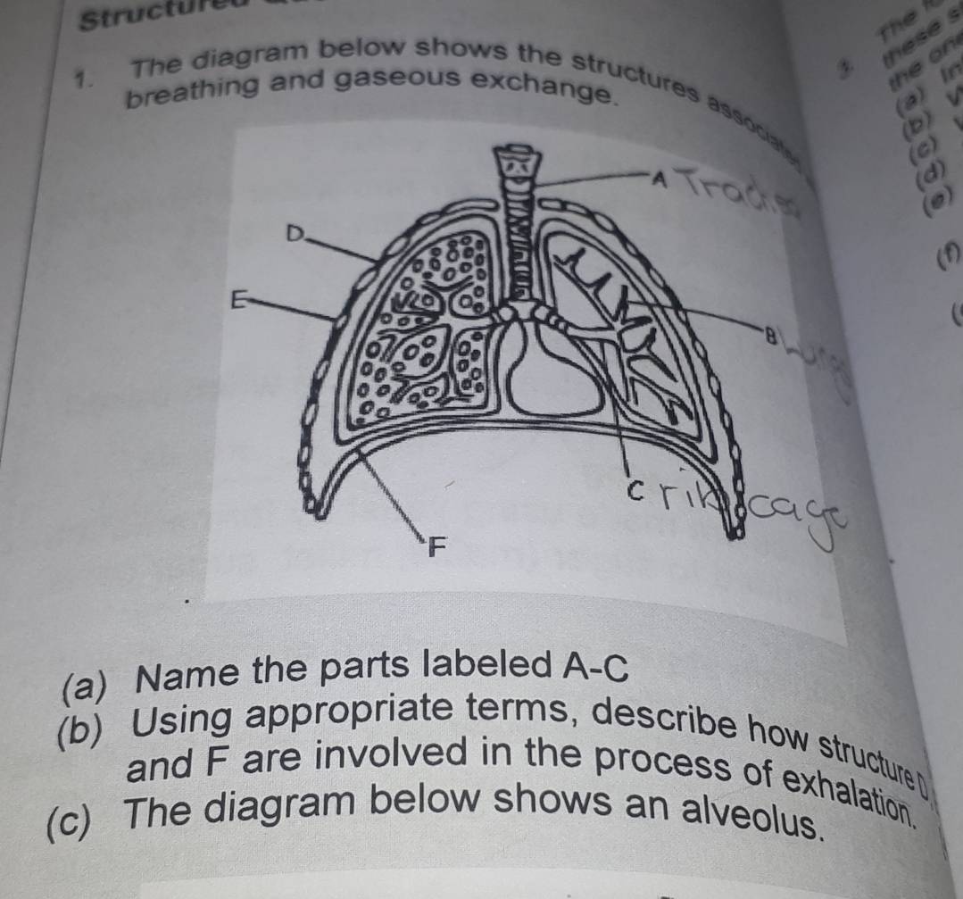 Structure 
s 
tThể 
h o 
breathing and gaseous exchange. a) In 
1. The diagram below shows the structures as 
(b) V 
(c) 
(d) 
(o) 
(f) 
(a) Name the parts labeled A-C 
(b) Using appropriate terms, describe how structure D
and F are involved in the process of exhalation. 
(c) The diagram below shows an alveolus.