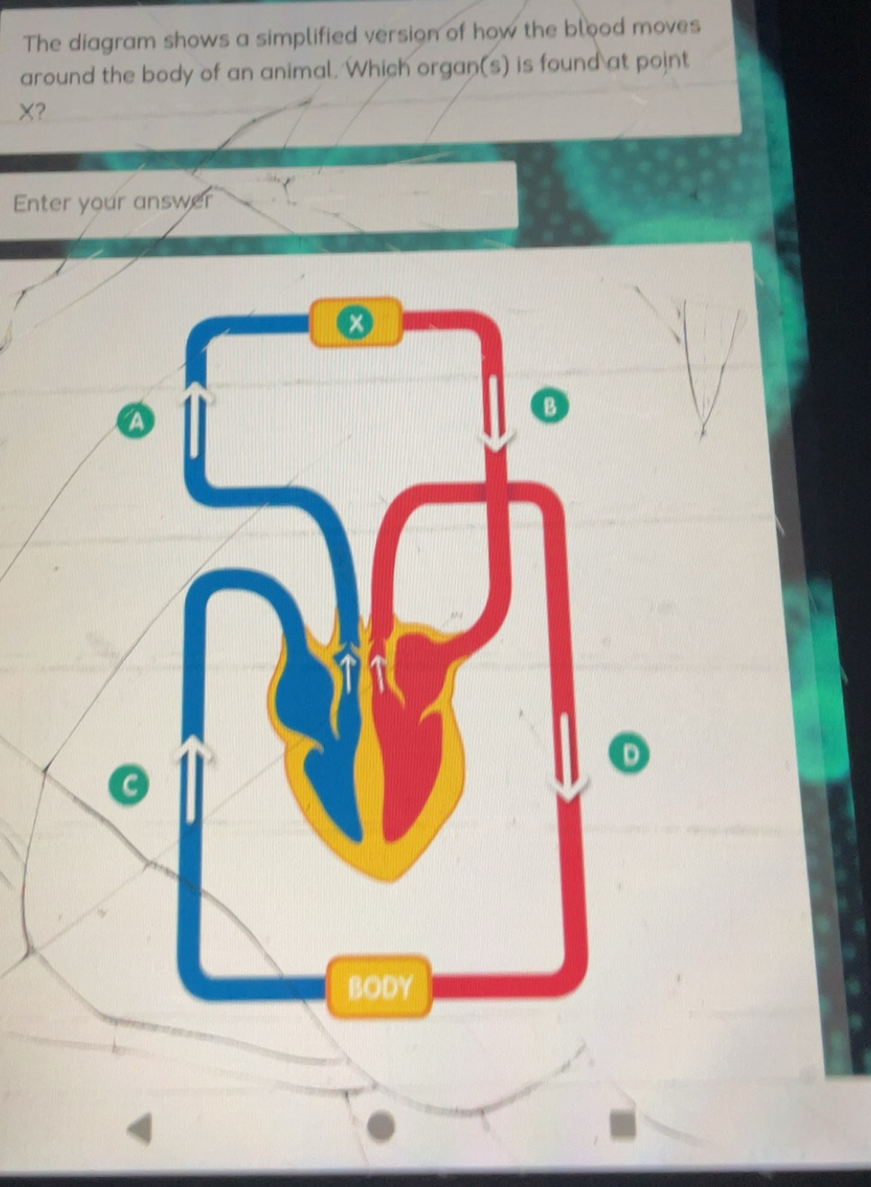 Résolu :The diagram shows a simplified version of how the blood moves ...