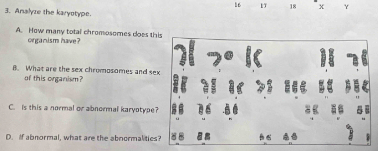 16 17 18 x Y
3. Analyze the karyotype. 
A. How many total chromosomes does this 
organism have? 
B. What are the sex chromosomes and sex 
of this organism? . 
C. Is this a normal or abnormal karyotype? 
D. If abnormal, what are the abnormalities?