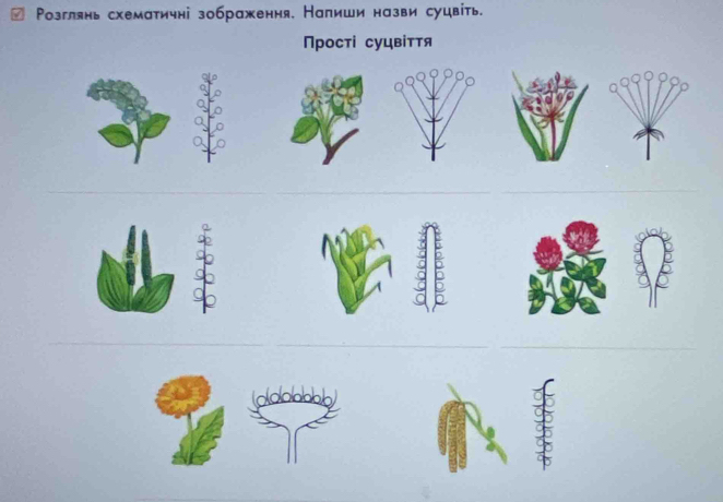 Ρозглянь схематичні зображення, Налиши назви суцвіть. 
Прості суцвіття 
D 
__b