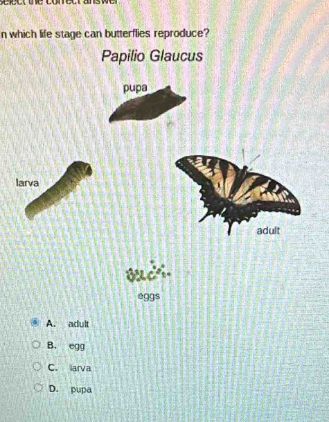 ec t the corect an s 
n which life stage can butterflies reproduce?
Papilio Glaucus
pupa
larva
wudi.
eggs
A. adult
B. egg
C. larva
D. pupa