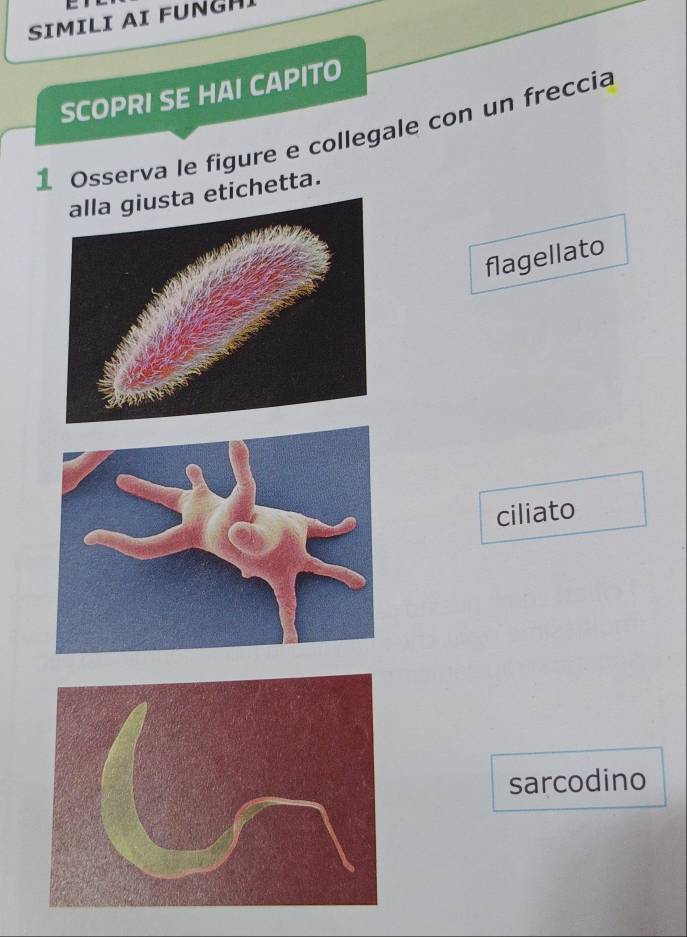 SIMILI AI FUNGH 
SCOPRI SE HAI CAPITO 
1 Osserva le figure e collegale con un freccia 
chetta. 
flagellato 
ciliato 
sarcodino