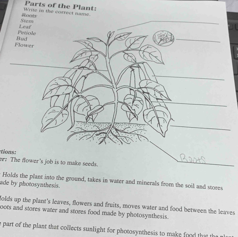 Parts of the Plant: 
Write in the correct name. 
Roots 
tions: 
er: The flower’s job is to make seeds. 
Holds the plant into the ground, takes in water and minerals from the soil and stores 
ade by photosynthesis. 
Holds up the plant’s leaves, flowers and fruits, moves water and food between the leaves 
oots and stores water and stores food made by photosynthesis. 
e part of the plant that collects sunlight for photosynthesis to make food that the r