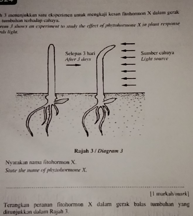 menunjukkan satu eksperimen untuk mengkaji kesan fitohormon X dalam gerak 
tumbuhan terhadap cahaya. 
ram 3 shows an experiment to study the effect of phytohormone X in plant response 
rds light. 
Rajah 3 / Diagram 3 
Nyatakan nama fitohormon X. 
State the name of phytohormone X. 
_ 
[l markah/mark] 
Terangkan peranan fitohormon X dalam gerak balas tumbuhan yang 
ditunjukkan dalam Rajah 3.