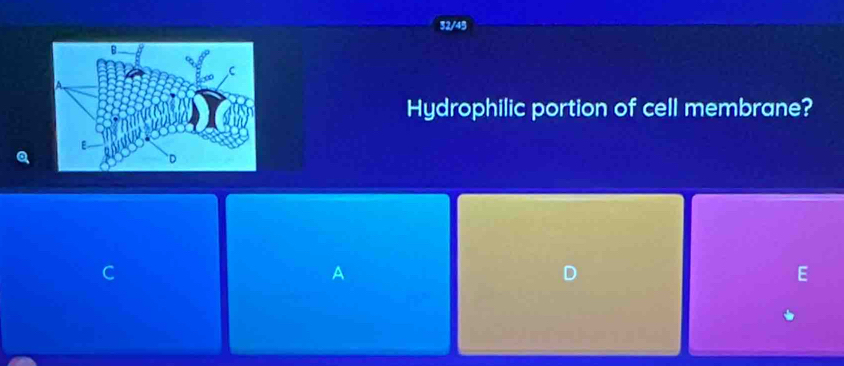 32/45 
Hydrophilic portion of cell membrane? 
C 
A 
D 
E