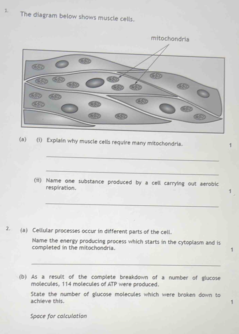 The diagram below shows muscle cells. 
(a) (i) Explain why muscle cells require many mitochondria. 1 
_ 
_ 
(ii) Name one substance produced by a cell carrying out aerobic 
respiration. 
1 
_ 
2. (a) Cellular processes occur in different parts of the cell. 
Name the energy producing process which starts in the cytoplasm and is 
completed in the mitochondria. 
1 
_ 
(b) As a result of the complete breakdown of a number of glucose 
molecules, 114 molecules of ATP were produced. 
State the number of glucose molecules which were broken down to 
achieve this. 1 
Space for calculation