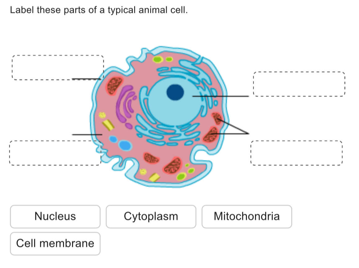 Label these parts of a typical animal cell.
Nucleus Cytoplasm Mitochondria
Cell membrane