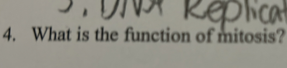 What is the function of mitosis?