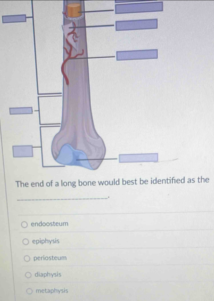 the
_.
endoosteum
epiphysis
periosteum
diaphysis
metaphysis