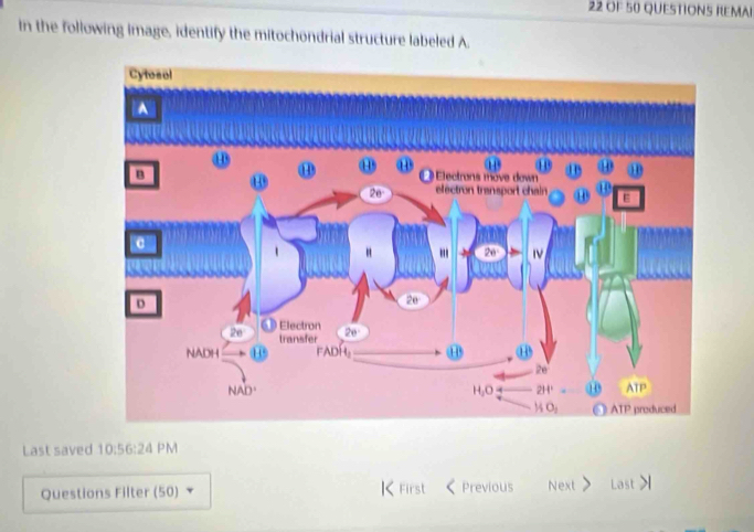 OF 50 QUESTIONS REMAI
in the following image, identify the mitochondrial structure labeled A.
Last saved 10:56:24 PM
Questions Filter (50) | First ( Previous Next > Last >