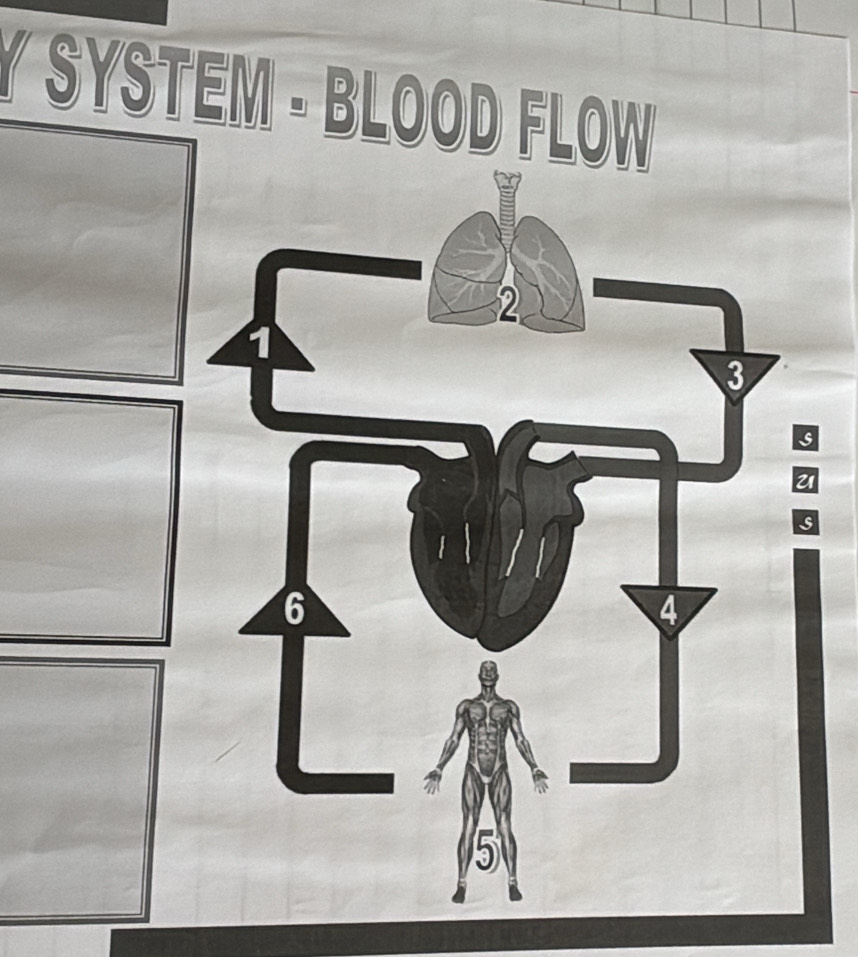 SYSTEM - BLOOD FLOW