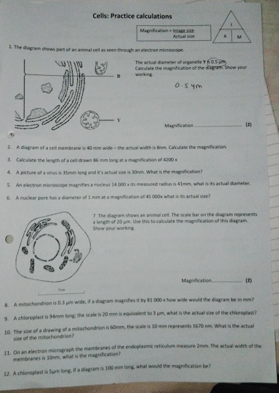 Solved: Cells: Practice calculations 1 Magnification = Image size ...