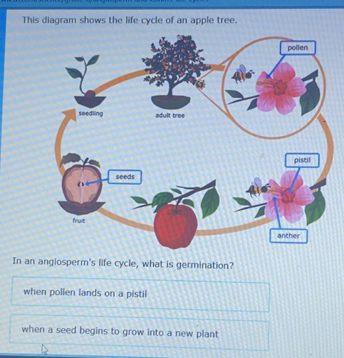 Solved: This diagram shows the life cycle of an apple tree. In an ...