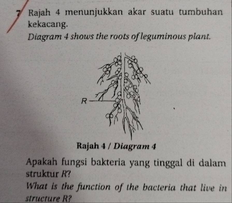 Rajah 4 menunjukkan akar suatu tumbuhan 
kekacang. 
Diagram 4 shows the roots of leguminous plant. 
Rajah 4 / Diagram 4 
Apakah fungsi bakteria yang tinggal di dalam 
struktur R? 
What is the function of the bacteria that live in 
structure R?