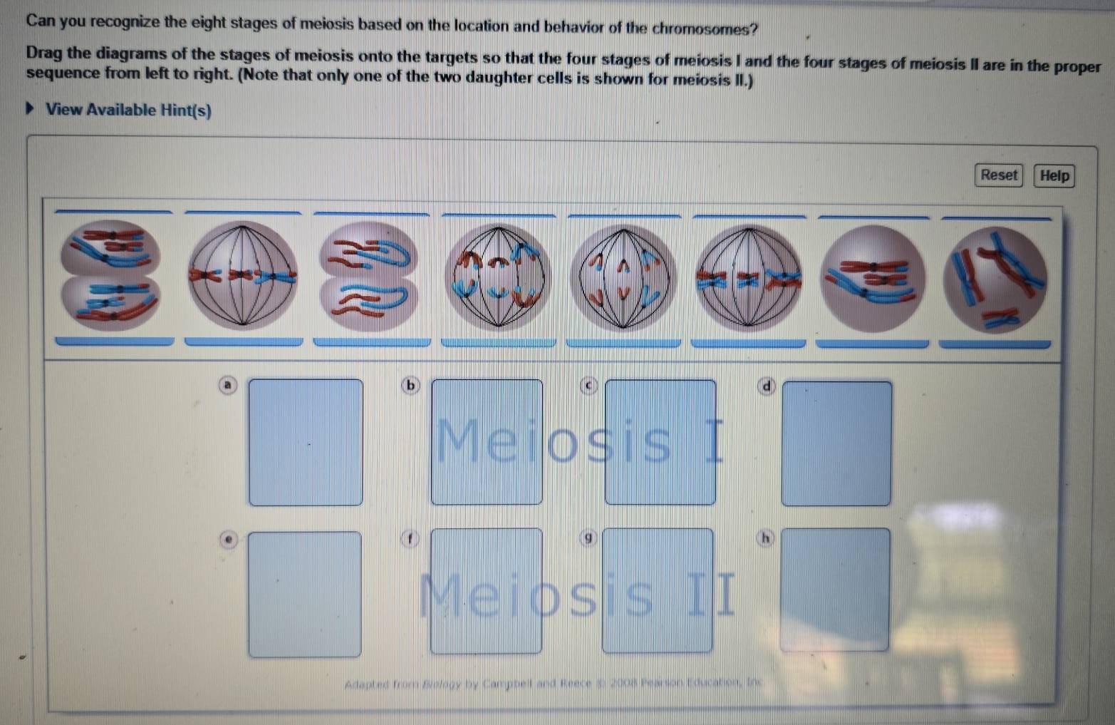 Solved: Can you recognize the eight stages of meiosis based on the ...