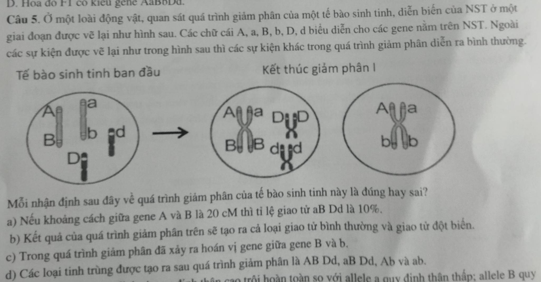 Hoa đo F1 có kiều gene AaBbDd.
Câu 5. Ở một loài động vật, quan sát quá trình giảm phân của một tế bào sinh tinh, diễn biến của NST ở một
giai đoạn được vẽ lại như hình sau. Các chữ cái A, a, B, b, D, d biểu diễn cho các gene nằm trên NST. Ngoài
các sự kiện được vẽ lại như trong hình sau thì các sự kiện khác trong quá trình giảm phân diễn ra bình thường.
Tế bào sinh tinh ban đầu Kết thúc giảm phân I
Mỗi nhận định sau đây về quá trình giảm phân của tế bào sinh tinh này là đúng hay sai?
a) Nếu khoảng cách giữa gene A và B là 20 cM thì tỉ lệ giao tử aB Dd là 10%.
b) Kết quả của quá trình giảm phân trên sẽ tạo ra cả loại giao tử bình thường và giao tử đột biển.
c) Trong quá trình giảm phân đã xảy ra hoán vị gene giữa gene B và b.
d) Các loại tinh trùng được tạo ra sau quá trình giảm phân là AB Dd, aB Dd, Ab và ab.
tao trội hoàn toàn so với allele a quy định thân thấp: allele B quy