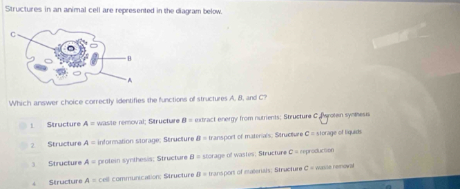 Structures in an animal cell are represented in the diagram below.
Which answer choice correctly identifies the functions of structures A, B, and C?
1 Structure A= waste removal; Structure B= extract energy from nutrients; Structure C rotein synthesis
2 Structure A= information storage; Structure B= transport of materials; Structure c= storage of liquids
3 Structure A= protein synthesis; Structure B= storage of wastes: Structure c= reproduction
c=
4 Structure A= cell communication; Structure B= transport of materials; Structure waste removal