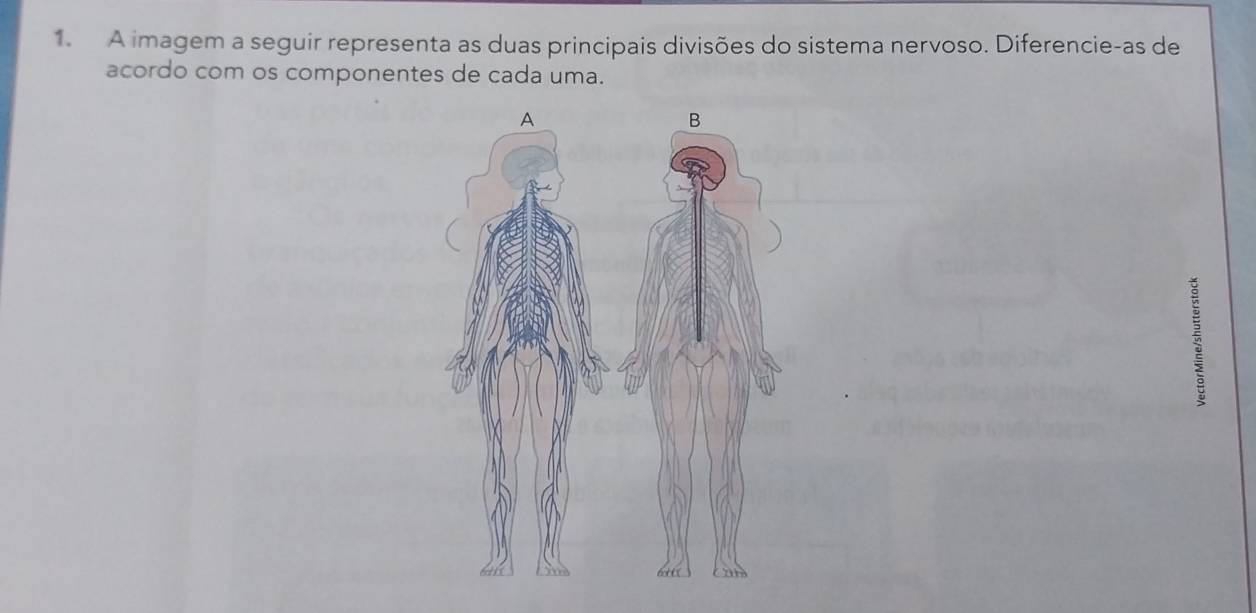 A imagem a seguir representa as duas principais divisões do sistema nervoso. Diferencie-as de 
acordo com os componentes de cada uma.