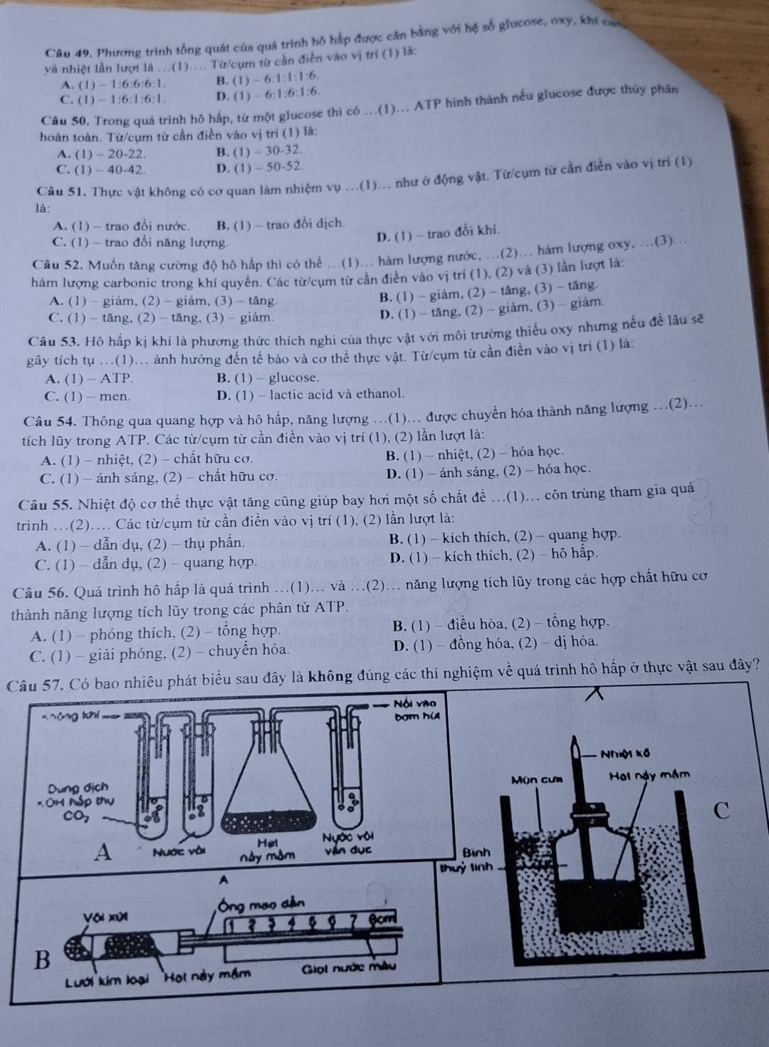 Phương trình tổng quát của quá trình hồ hấp được cân bằng với hệ số glucose, oxy, khí ca
và nhiệt lần lượt là ...(1).... Từ/cụm từ cần điễn vào vị trí (1) là:
A. (1) - 1:6:6:6:1. B. (1) - 6:1:1:1:6.
C. (1) -- 1:6:1:6:1. D. (1) - 6:1:6:1:6.
Câu 50. Trong quá trình hộ háp, từ một glucose thì có ...(1)... ATP hình thành nếu glucose được thủy phân
hoàn toàn. Từ/cụm từ cần điền vào vị trí (1) là:
A. (1)-20-22 B. (1) - 30-32.
C. (1)-40-42 D. (1) - 50-52.
Câu 51. Thực vật không có cơ quan làm nhiệm vụ ...(1)... như ở động vật. Từ cụm từ cần điễn vào vị trí (1)
là:
A. (1) -- trao đổi nước B. (1) - trao đổi dịch
C. (1) - trao đổi năng lượng
D. (1) - trao đổi khí.
Câu 52. Muốn tăng cường độ hô hấp thi có thể ...(1)... hàm lượng nước, ...(2)... hàm lượng oxy, ...(3)...
hàm lượng carbonic trong khí quyền. Các từ/cụm từ cần điền vào vị trí (1), (2) và (3) lần lượt là:
A. (1) - giảm, (2) - giảm, (3) - tăng.
B. (1) - giảm, (2) - tăng, (3) - tăng.
C. (1) - tăng, (2) - tăng, (3) - giảm.
D. (1) - tăng, (2) - giảm, (3) - giảm.
Câu 53. Hô hấp kị khí là phương thức thích nghi của thực vật với môi trường thiếu oxy nhưng nếu để lâu sẽ
gây tích tụ ...(1)... ảnh hưởng đến tế bảo và cơ thể thực vật. Từ/cụm từ cần điễn vào vị trí (1) là:
A. (1) - ATP. B. (1) - glucose.
C. (1) - men. D. (1) - lactic acid và ethanol.
Câu 54. Thông qua quang hợp và hô hấp, năng lượng ...(1)... được chuyển hóa thành năng lượng ...(2)...
tích lũy trong ATP. Các từ/cụm từ cần điền vào vị trí (1), (2) lần lượt là:
A. (1) - nhiệt, (2) - chất hữu cơ. B. (1) - nhiệt, (2) - hóa học.
C. (1) - ánh sáng, (2) - chất hữu cơ. D. (1) - ánh sáng, (2) - hóa học.
Câu 55. Nhiệt độ cơ thể thực vật tăng cũng giúp bay hơi một số chất để ...(1)... côn trùng tham gia quá
trình .(2).... Các từ/cụm từ cần điền vào vị trí (1), (2) lần lượt là:
A. (1) — dẫn dụ, (2) - thụ phấn. B. (1) - kích thích, (2) - quang hợp.
C. (1) - dẫn dụ, (2) - quang hợp.  D. (1) - kích thích, (2) - hô hấp.
Câu 56. Quá trình hô hấp là quá trình ...(1)... và ...(2)... năng lượng tích lũy trong các hợp chất hữu cơ
thành năng lượng tích lũy trong các phân tử ATP.
A. (1) - phóng thích, (2) - tổng hợp. B. (1) - điều hòa, (2) - tổng hợp.
C. (1)- giải phóng, (2) - chuyển hóa. D. (1) - đồng hóa, (2) - dị hóa.
Câu 57. Có bao nhiêu phát biểu sau đây là không đúng các thí nghiệm về quá trình hô hấp ở thực vật sau đây?
Nội vao
KPH bom hua
Nh kế
Dng dịch  Mùn cưm  Hai này mám
Hul Ngớc vôi C
A Nước vài  này môm
văn dục Bình
ính