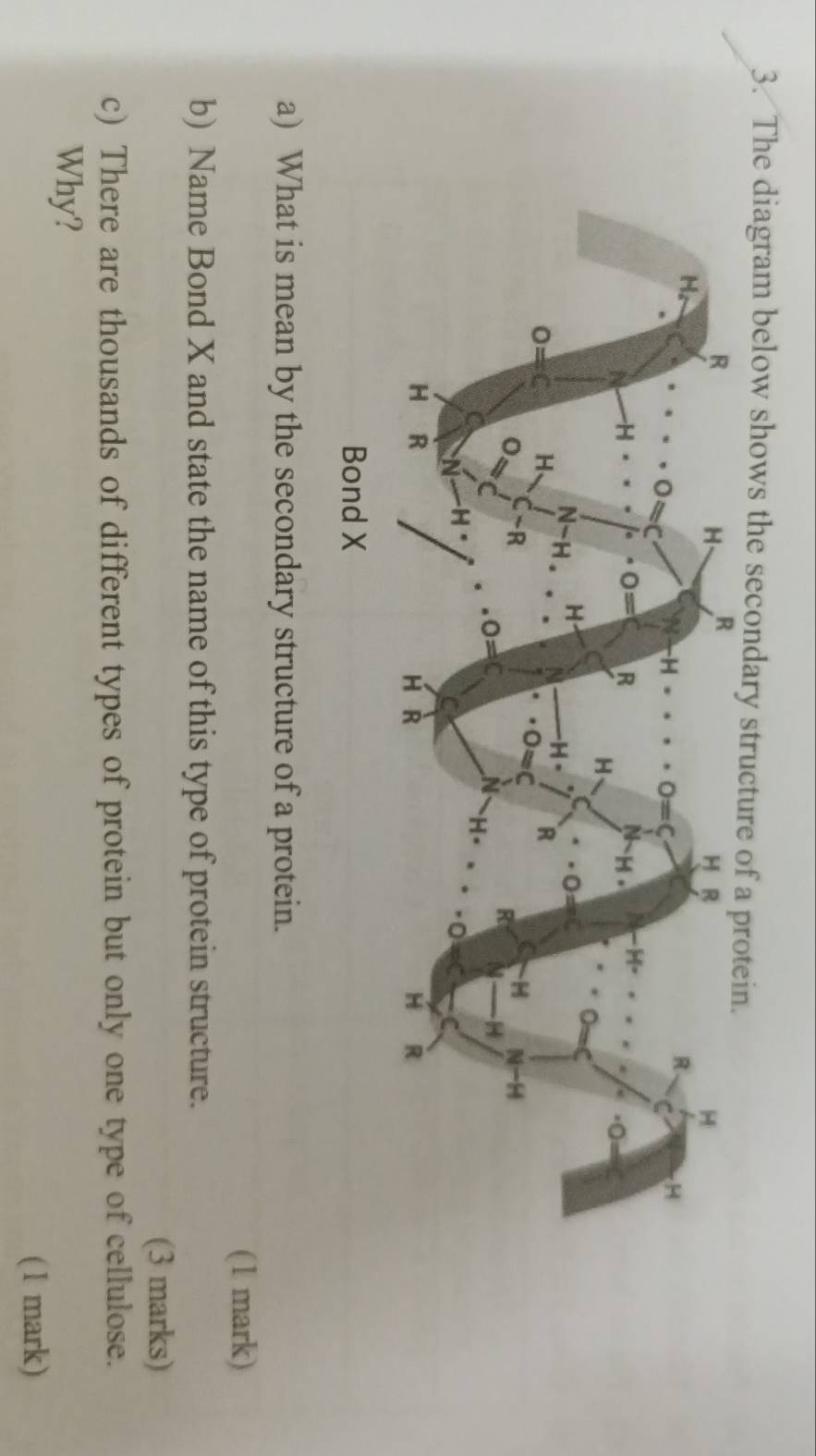 The diagram below shows the secondary stru
a) What is mean by the secondary structure of a protein.
(1 mark)
b) Name Bond X and state the name of this type of protein structure.
(3 marks)
c) There are thousands of different types of protein but only one type of cellulose.
Why?
(1 mark)