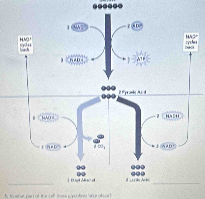 1, io what part of the cell does glycolysis take place?