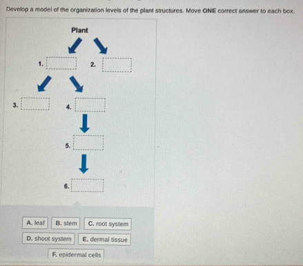 Develop a model of the organization levels of the plant structures. Move ONE correct answer to each box.
Plant
1. 2.
3. 4.
5.
6.
A. leaf B. stem C. root system
D. shoot system E. dermal tissue
F. epidermal cells