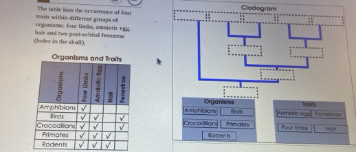 The table lists the occurrence of four 
traits within different groups of 
organisms: four limbs, amniotic egg. 
hair and two post-orbital fenestrae 
(holes in the skull). 
Organisms 
Amphibians Birds Amniotic ega Traits Fenestrae 
Crocodilions Primates Four limbs Hair 
Rodents