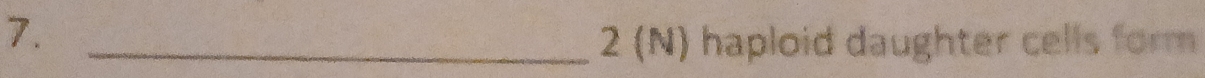 7._ 
2 (N) haploid daughter cells form