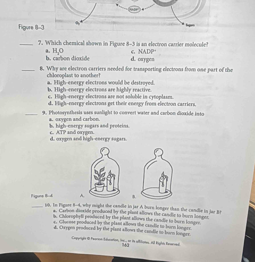 Figure 8-
_7. Which chemical shown in Figure 8-3 is an electron carrier molecule?
a, H_2O c. NADP+
b. carbon dioxide d. oxygen
_8. Why are electron carriers needed for transporting electrons from one part of the
chloroplast to another?
a. High-energy electrons would be destroyed.
b. High-energy electrons are highly reactive.
c. High-energy electrons are not soluble in cytoplasm.
d. High-energy electrons get their energy from electron carriers.
_9. Photosynthesis uses sunlight to convert water and carbon dioxide into
a. oxygen and carbon.
b. high-energy sugars and proteins.
c. ATP and oxygen.
d. oxygen and high-energy sugars.
Figure 8-4 A.B
_10. In Figure 8-4, why might the candle in jar A burn longer than the candle in jar B?
a. Carbon dioxide produced by the plant allows the candle to burn longer.
b. Chlorophyll produced by the plant allows the candle to burn longer.
c. Glucose produced by the plant allows the candle to burn longer.
d. Oxygen produced by the plant allows the candle to burn longer.
Copyright @ Pearson Education, Inc., or its affiliates. All Rights Reserved.
162