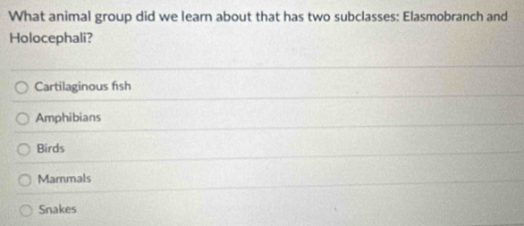 What animal group did we learn about that has two subclasses: Elasmobranch and
Holocephali?
Cartilaginous fish
Amphibians
Birds
Mammals
Snakes