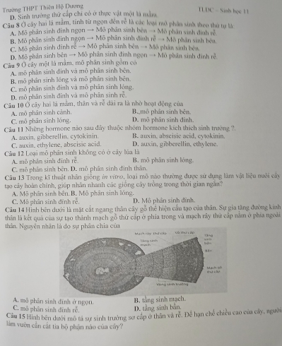 Trường THPT Thiên Hộ Dương
D. Sinh trưởng thứ cấp chi có ở thực vật một là mẫm
TLDC - Sinh học 1
Câu 8 Ở cây hai là mẫm, tính từ ngọn đên * là các loại mô phần sinh theo thứ tự là n
A. Mô phân sinh đinh ngọn → Mô phân sinh bên →Mô phần sinh định r * Mô phân sinh bên.
B. Mô phân sinh dinh ngọn → Mô phân sinh đình x^3-
C. Mô phân sinh đính rễ → Mô phân sinh bên → Mô phân sinh bên
D. Mô phân sinh bên → Mô phân sinh đinh ngọn → Mô phân sinh định rẻ
Câu 9 Ở cây một là mâm, mô phân sinh gồm có
A. mô phân sinh dinh và mô phân sinh bên,
B. mô phân sinh lóng và mô phân sinh bēn.
C. mô phân sinh định và mô phân sinh lóng.
D. mô phân sinh đĩnh và mô phân sinh n^2
Cầu 10 Ở cây hai là mằm, thân và n^(frac 1)c dài ra là nhờ hoạt động của
A. mô phân sinh cảnh, Bamô phân sinh bên,
C. mô phân sinh lóng. D. mô phân sinh đỉnh.
Câu 11 Những hormone nào sau đây thuộc nhóm hormone kích thích sinh trường ?.
A. auxin, gibberellin, cytokinin. B. auxin, abscisic acid, cytokinin.
C. auxin, ethylene, abscisic acid. D. auxin, gibberellin, ethylene.
Câu 12 Loại mỗ phân sinh không có ở cây lúa là
A. mô phân sinh định roverline overline overline c B. mô phân sinh lỏng.
C. mô phần sinh bên. D. mô phân sinh đinh thân.
Câu 13 Trong kĩ thuật nhân giống in vitro, loại mô nào thường được sử dụng làm vật liệu nuôi cảy
tạo cây hoàn chính, giúp nhân nhanh các giống cây trởng trong thời gian ngân?
A. Mô phân sinh bên. B. Mô phân sinh lóng. D. Mô phân sinh đính,
C. Mô phân sinh đinh rễ,
Câu 14 Hình bên dưới là mặt cất ngang thân cây gỗ thể hiện cầu tạo của thân. Sự gia tăng đường kinh
thân là kết quả của sự tạo thành mạch gỗ thứ cấp ở phía trong và mạch rây thứ cấp năm ở phía ngoài
thân. Nguyên nh
A. mô phân sinh đính ở ngọn.
B. tầng sinh mạch.
C. mô phân sinh đinh rễ D. tầng sinh bản.
Cầu 15 Hình bên dưới mô tả sự sinh trưởng sơ cấp ở thân và rẻ. Để hạn chế chiều cao của cây, người
làm vườn cần cất tia bộ phận nào của cây?