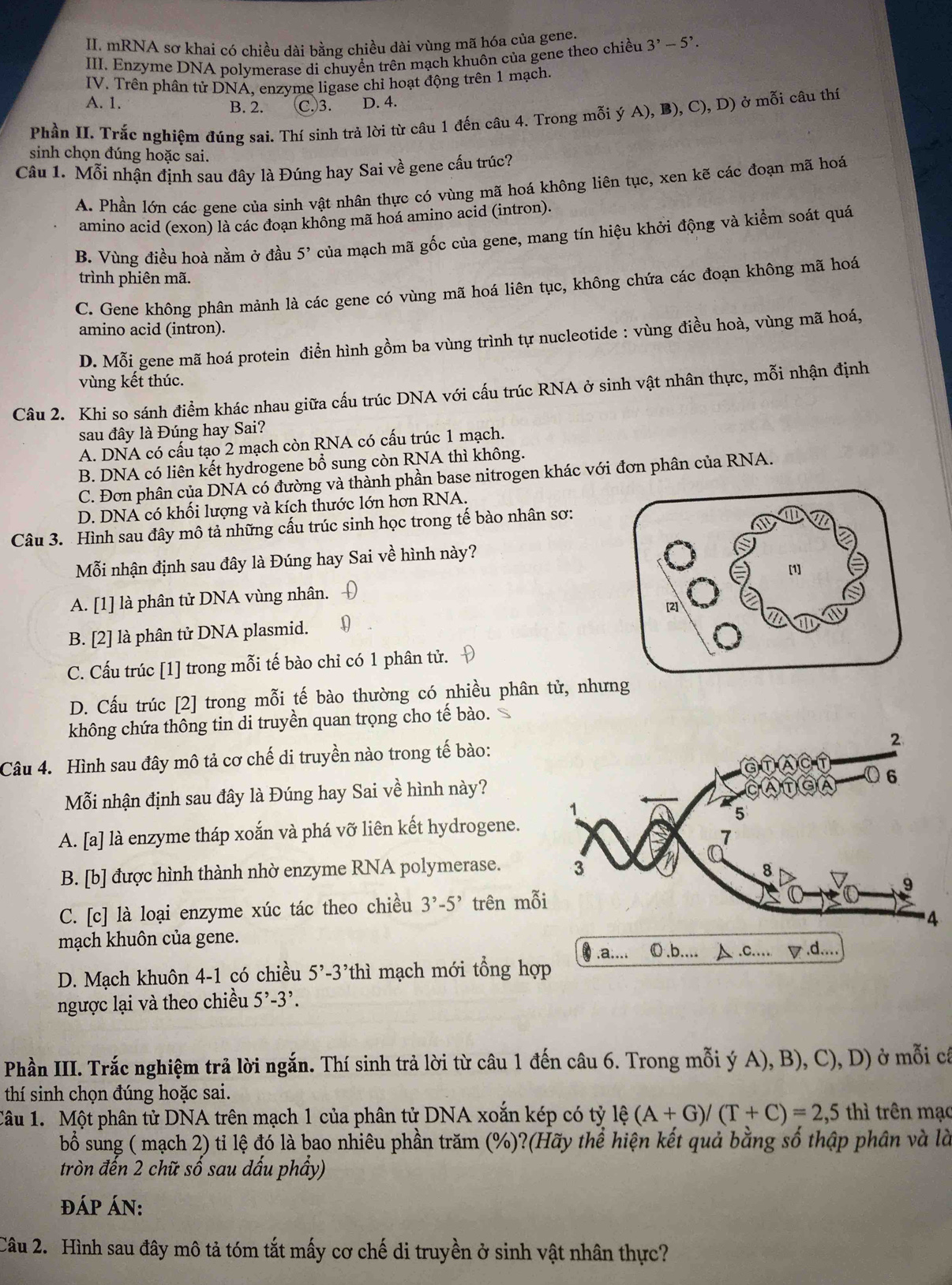 mRNA sơ khai có chiều dài bằng chiều dài vùng mã hóa của gene.
III. Enzyme DNA polymerase di chuyển trên mạch khuôn của gene theo chiều 3^,-5^,.
IV. Trên phân tử DNA, enzyme ligase chi hoạt động trên 1 mạch.
A. 1. B. 2. C.3. D. 4.
Phần II. Trắc nghiệm đúng sai. Thí sinh trả lời từ câu 1 đến câu 4. Trong mỗi ý A), B), C), D) ở mỗi câu thí
sinh chọn đúng hoặc sai.
Câu 1. Mỗi nhận định sau đây là Đúng hay Sai về gene cấu trúc?
A. Phần lớn các gene của sinh vật nhân thực có vùng mã hoá không liên tục, xen kẽ các đoạn mã hoá
amino acid (exon) là các đoạn không mã hoá amino acid (intron).
B. Vùng điều hoà nằm ở đầu 5' của mạch mã gốc của gene, mang tín hiệu khởi động và kiểm soát quá
trình phiên mã.
C. Gene không phân mảnh là các gene có vùng mã hoá liên tục, không chứa các đoạn không mã hoá
amino acid (intron).
D. Mỗi gene mã hoá protein điển hình gồm ba vùng trình tự nucleotide : vùng điều hoà, vùng mã hoá,
vùng kết thúc.
Câu 2. Khi so sánh điểm khác nhau giữa cấu trúc DNA với cấu trúc RNA ở sinh vật nhân thực, mỗi nhận định
sau đây là Đúng hay Sai?
A. DNA có cấu tạo 2 mạch còn RNA có cấu trúc 1 mạch.
B. DNA có liên kết hydrogene bổ sung còn RNA thì không.
C. Đơn phân của DNA có đường và thành phần base nitrogen khác với đơn phân của RNA.
D. DNA có khối lượng và kích thước lớn hơn RNA.
Câu 3. Hình sau đây mô tả những cấu trúc sinh học trong tế bào nhân sơ:
Mỗi nhận định sau đây là Đúng hay Sai về hình này?
A. [1] là phân tử DNA vùng nhân. 
B. [2] là phân tử DNA plasmid.
C. Cấu trúc [1] trong mỗi tế bào chỉ có 1 phân tử.
D. Cấu trúc [2] trong mỗi tế bào thường có nhiều phân tử, như
không chứa thông tin di truyền quan trọng cho tế bào.
Câu 4. Hình sau đây mô tả cơ chế di truyền nào trong tế bào:
Mỗi nhận định sau đây là Đúng hay Sai về hình này?
A. [a] là enzyme tháp xoắn và phá vỡ liên kết hydrogene.
B. [b] được hình thành nhờ enzyme RNA polymerase. 
C. [c] là loại enzyme xúc tác theo chiều 3^,-5^, trên mỗ
mạch khuôn của gene. 
,a....
D. Mạch khuôn 4-1 có chiều 5^,-3^, thì mạch mới tổng hợp
ngược lại và theo chiều 5^,-3^,.
Phần III. Trắc nghiệm trả lời ngắn. Thí sinh trả lời từ câu 1 đến câu 6. Trong mỗi ý A), B), C), D) ở mỗi cá
thí sinh chọn đúng hoặc sai.
Câu 1. Một phân tử DNA trên mạch 1 của phân tử DNA xoắn kép có tỷ lệ 1xi (A+G)/(T+C)=2,5 thì trên mạc
bổ sung ( mạch 2) tỉ lệ đó là bao nhiêu phần trăm (%)?(Hãy thể hiện kết quả bằng số thập phân và là
tròn đến 2 chữ số sau dấu phẩy)
đáp Án:
Câu 2. Hình sau đây mô tả tóm tắt mấy cơ chế di truyền ở sinh vật nhân thực?