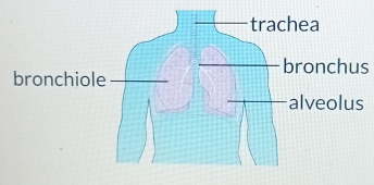 bronchus