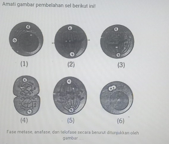 Amati gambar pembelahan sel berikut ini! 
(1) (2) (3) 
(4) (5) (6) 
Fase metase, anafase, dan telofase secara berurut ditunjukkan oleh 
gambar ....