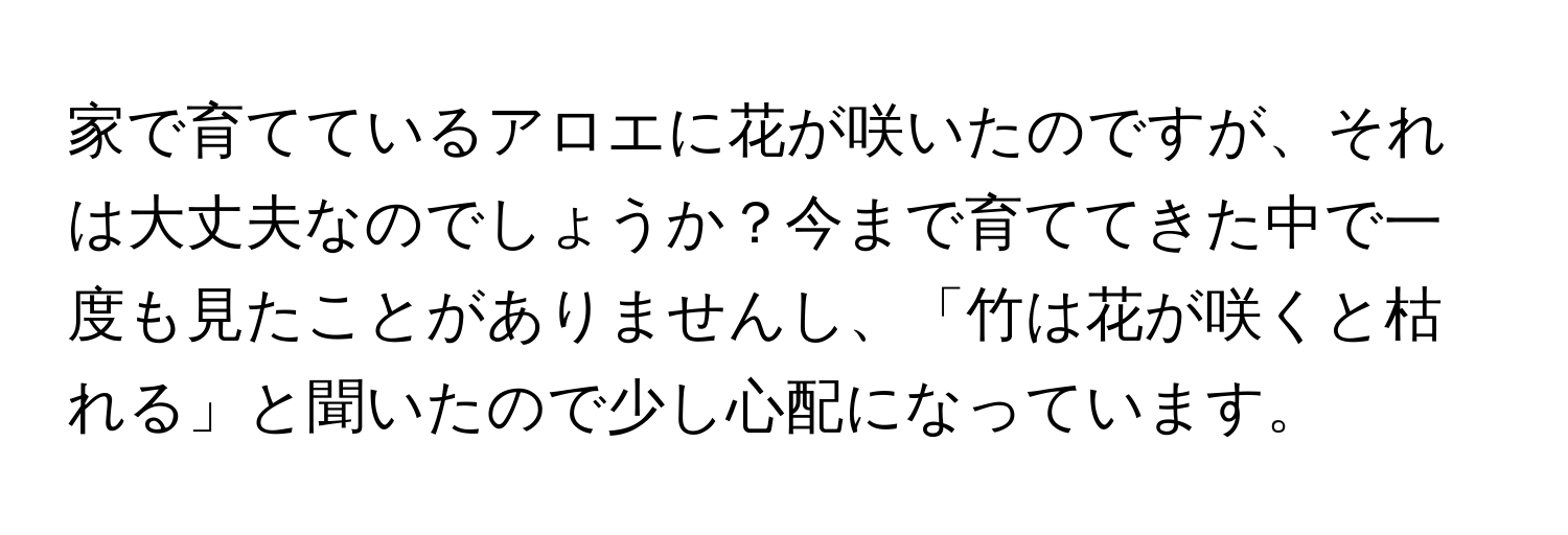 家で育てているアロエに花が咲いたのですが、それは大丈夫なのでしょうか？今まで育ててきた中で一度も見たことがありませんし、「竹は花が咲くと枯れる」と聞いたので少し心配になっています。