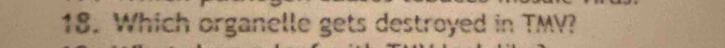 Which organelle gets destroyed in TMV?