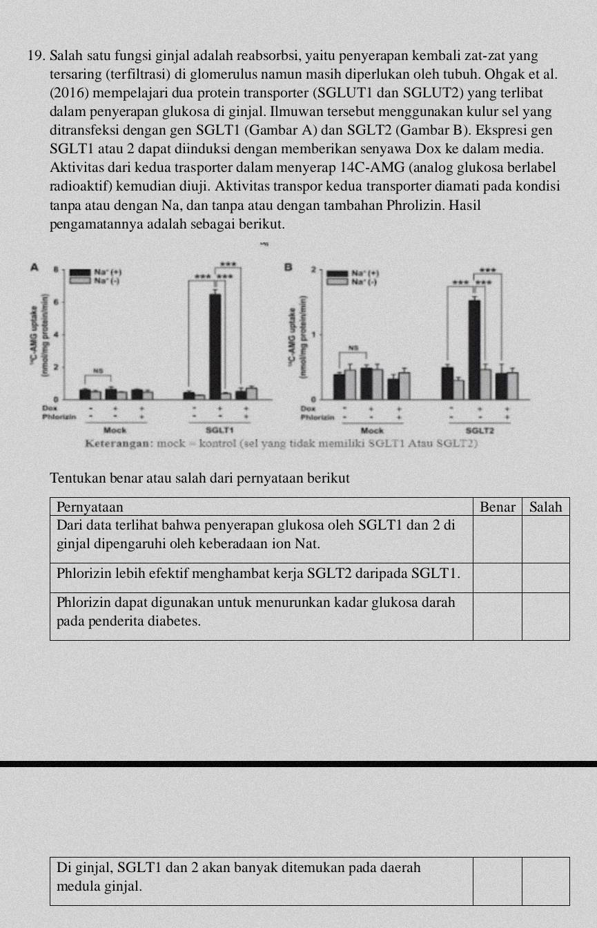 Salah satu fungsi ginjal adalah reabsorbsi, yaitu penyerapan kembali zat-zat yang
tersaring (terfiltrasi) di glomerulus namun masih diperlukan oleh tubuh. Ohgak et al.
(2016) mempelajari dua protein transporter (SGLUT1 dan SGLUT2) yang terlibat
dalam penyerapan glukosa di ginjal. Ilmuwan tersebut menggunakan kulur sel yang
ditransfeksi dengan gen SGLT1 (Gambar A) dan SGLT2 (Gambar B). Ekspresi gen
SGLT1 atau 2 dapat diinduksi dengan memberikan senyawa Dox ke dalam media.
Aktivitas dari kedua trasporter dalam menyerap 14C-AMG (analog glukosa berlabel
radioaktif) kemudian diuji. Aktivitas transpor kedua transporter diamati pada kondisi
tanpa atau dengan Na, dan tanpa atau dengan tambahan Phrolizin. Hasil
pengamatannya adalah sebagai berikut.

tidak memiliki SGLT1 Atau SGLT2)
Tentukan benar atau salah dari pernyataan berikut
Pernyataan Benar I Salah
Dari data terlihat bahwa penyerapan glukosa oleh SGLT1 dan 2 di
ginjal dipengaruhi oleh keberadaan ion Nat.
Phlorizin lebih efektif menghambat kerja SGLT2 daripada SGLT1.
Phlorizin dapat digunakan untuk menurunkan kadar glukosa darah
pada penderita diabetes.
Di ginjal, SGLT1 dan 2 akan banyak ditemukan pada daerah
medula ginjal.