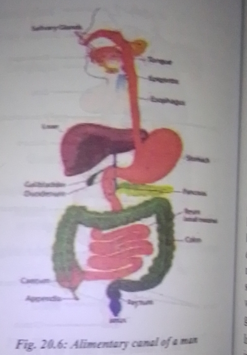 Fig. 20.6: Alimentary canal of a man