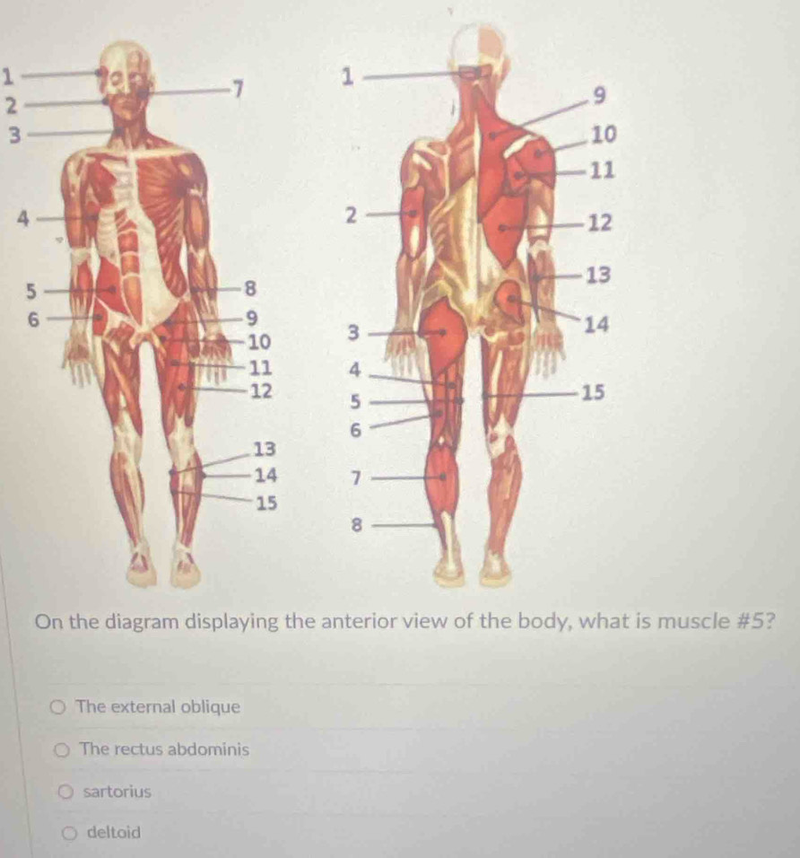 1

2
3
4
5

On the diagram displaying the t is muscle # 5?
The external oblique
The rectus abdominis
sartorius
deltoid