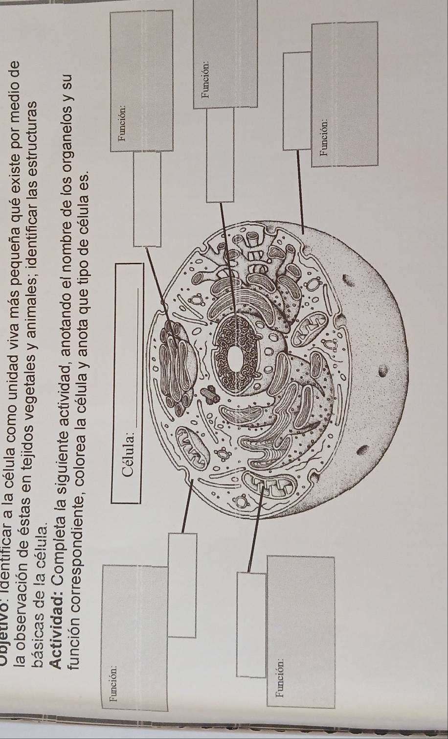 Objetivo: Identificar a la célula como unidad viva más pequeña qué existe por medio de 
la observación de éstas en tejidos vegetales y animales; identificar las estructuras 
básicas de la célula. 
Actividad: Completa la siguiente actividad, anotando el nombre de los organelos y su 
función correspondiente, colorea la célula y anota que tipo de célula es.