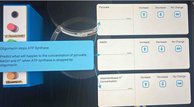 Pyruvate Increase Decrease No Change
1
2 - Dewxyalucose
NADH Increase Decrease No Change
Oligomycin stops ATP Synthase.
t
Predict what will happen to the concentration of pyruvate,
” ...
NADH and H^+ when ATP synthase is stopped by
oligomycin.
* Oligomycin= Intermembrane H^+ Increase Decrease No Change
Concentration
H ca