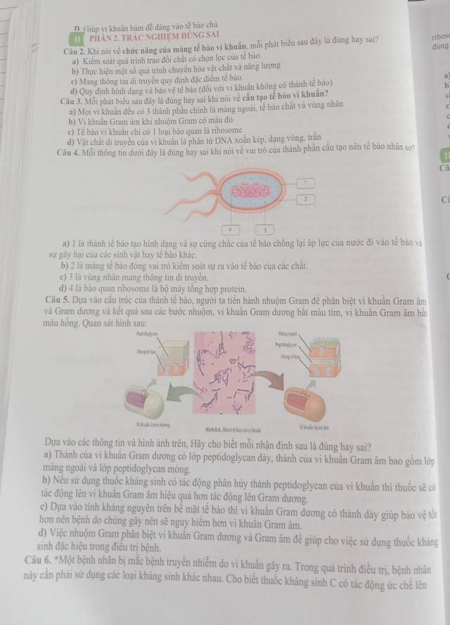 D. Giúp vi khuân bám đễ dảng vào tễ bảo chủ
pHản 2. TRAC NGHiệM ĐùnG SAi
Câu 2. Khi nói về chức năng của màng tế bào vĩ khuẩn, mỗi phát biêu sau đây là đúng hay sai? ribos
dùng
a) Kiểm soát quá trình trao đổi chất có chọn lọc của tể bảo.
b) Thực hiện một số quá trình chuyên hóa vật chất và năng lượng
c) Mang thông tin di truyền quy định đặc điểm tế bảo.
a
d) Quy định hình dạng và bao vệ tế bảo (đổi với vi khuẩn không có thành tế bào)
b
Câu 3. Mỗi phát biểu sau đây là dùng hay sai khi nói về cầu tạo tế bào vi khuẩn?
5
a) Mọi vi khuân đều có 3 thành phản chính là măng ngoài, tế bảo chất và vùng nhân
c
b) Vi khuân Gram âm khi nhuộm Gram có mẫu đo
c) Tê bảo vi khuân chỉ có 1 loại bảo quan là ribosome
đ) Vật chất di truyền của vi khuẩn là phân từ DNA xoân kép, dạng vòng, trấn
Câu 4. Mỗi thông tin dưới đây là đùng hay sai khi nói về vai trò của thành phần cầu tạo nên tế bào nhân sơ?
Câ
C
a) 1 là thành tế bão tạo hình dạng và sự cứng chắc của tế bảo chồng lại áp lực của nước đi vào tế bảo và
sự gây hại của các sinh vật hay tế bảo khác.
b) 2 là màng tế bảo đóng vai trò kiểm soát sự ra vào tế bão của các chất.
c) 3 là vùng nhăn mang thông tin di truyền.
d) 4 là bảo quan ribosome là bộ mày tổng hợp protein.
Cầu 5. Dựa vào cầu trúc của thành tế bào, người ta tiền hành nhuộm Gram đễ phân biệt vi khuẩn Gram âm
và Gram dương và kết quả sau các bước nhuộm, vi khuân Gram dương bắt màu tim, vi khuân Gram âm bắt
màu hồng. Quan sát hình sau:
Dựa vào các thông tin và hình ảnh trên, Hãy cho biết mỗi nhận định sau là đúng hay sai?
a) Thành của vi khuân Gram dương có lớp peptidoglycan dây, thành của vi khuân Gram âm bao gồm lớp
mảng ngoài và lớp peptidoglycan mỏng.
b) Nêu sử dụng thuốc khảng sinh có tác động phân hủy thành peptidoglycan của vi khuân thì thuốc sẽ có
tác động lên vi khuân Gram âm hiệu quả hơn tác động lên Gram dương.
c) Dựa vào tính kháng nguyên trên bể mặt tế bào thì vi khuẩn Gram dương có thành dây giúp bảo vệ tốt
hơn nền bệnh do chủng gây nên sẽ nguy hiểm hơn vi khuân Gram âm.
d) Việc nhuộm Gram phân biệt vi khuẩn Gram đương và Gram âm đễ giúp cho việc sứ dụng thuốc kháng
sinh đặc hiệu trong điều trị bệnh.
Câu 6. *Một bệnh nhân bị mắc bệnh truyền nhiễm do vi khuẩn gây ra. Trong quá trình điễu trị, bệnh nhân
này cần phải sử dụng các loại kháng sinh khác nhau. Cho biết thuốc kháng sinh C có tác động ức chế lên