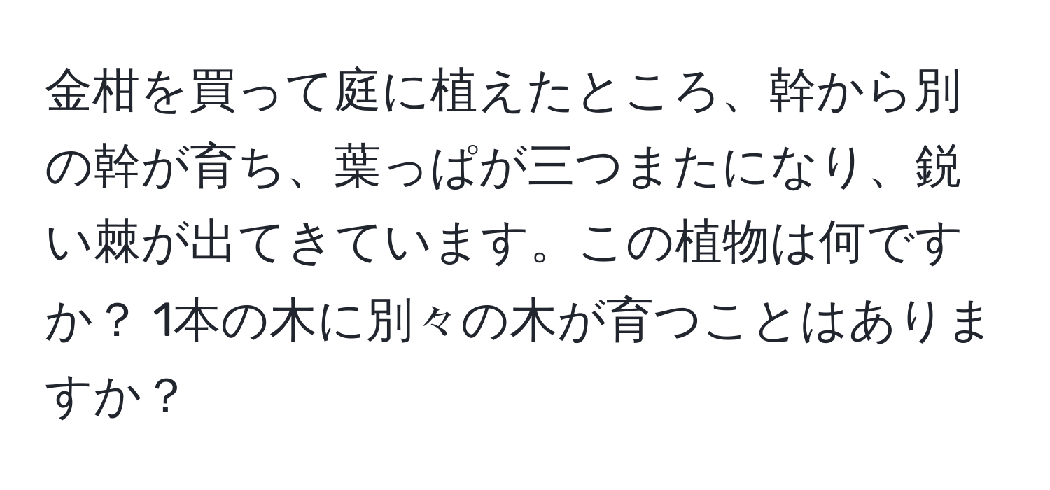 金柑を買って庭に植えたところ、幹から別の幹が育ち、葉っぱが三つまたになり、鋭い棘が出てきています。この植物は何ですか？ 1本の木に別々の木が育つことはありますか？