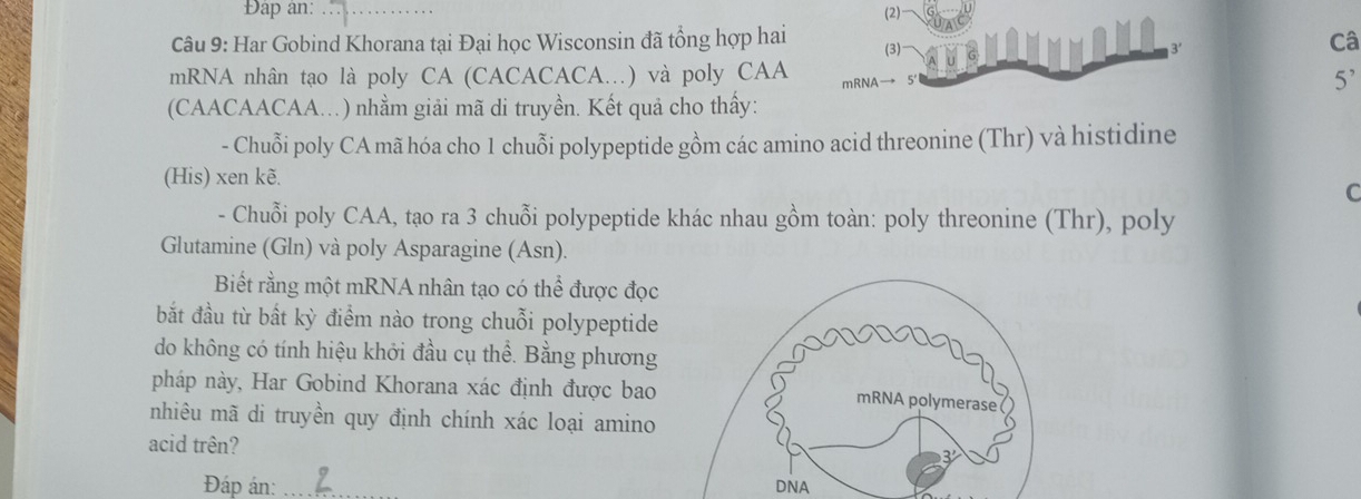 Đập an: _(2) 
Câu 9: Har Gobind Khorana tại Đại học Wisconsin đã tổng hợp hai Câ 
mRNA nhân tạo là poly CA (CACACACA..) và poly CAA (3) 
3' 
5^, 
(CAACAACAA..) nhằm giải mã di truyền. Kết quả cho thấy: 
- Chuỗi poly CA mã hóa cho 1 chuỗi polypeptide gồm các amino acid threonine (Thr) và histidine 
(His) xen kẽ. 
C 
- Chuỗi poly CAA, tạo ra 3 chuỗi polypeptide khác nhau gồm toàn: poly threonine (Thr), poly 
Glutamine (Gln) và poly Asparagine (Asn). 
Biết rằng một mRNA nhân tạo có thể được đọc 
bắt đầu từ bất kỳ điểm nào trong chuỗi polypeptide 
do không có tính hiệu khởi đầu cụ thể. Bằng phương 
pháp này, Har Gobind Khorana xác định được bao 
nhiêu mã di truyền quy định chính xác loại amino 
acid trên? 
Đáp án: DNA