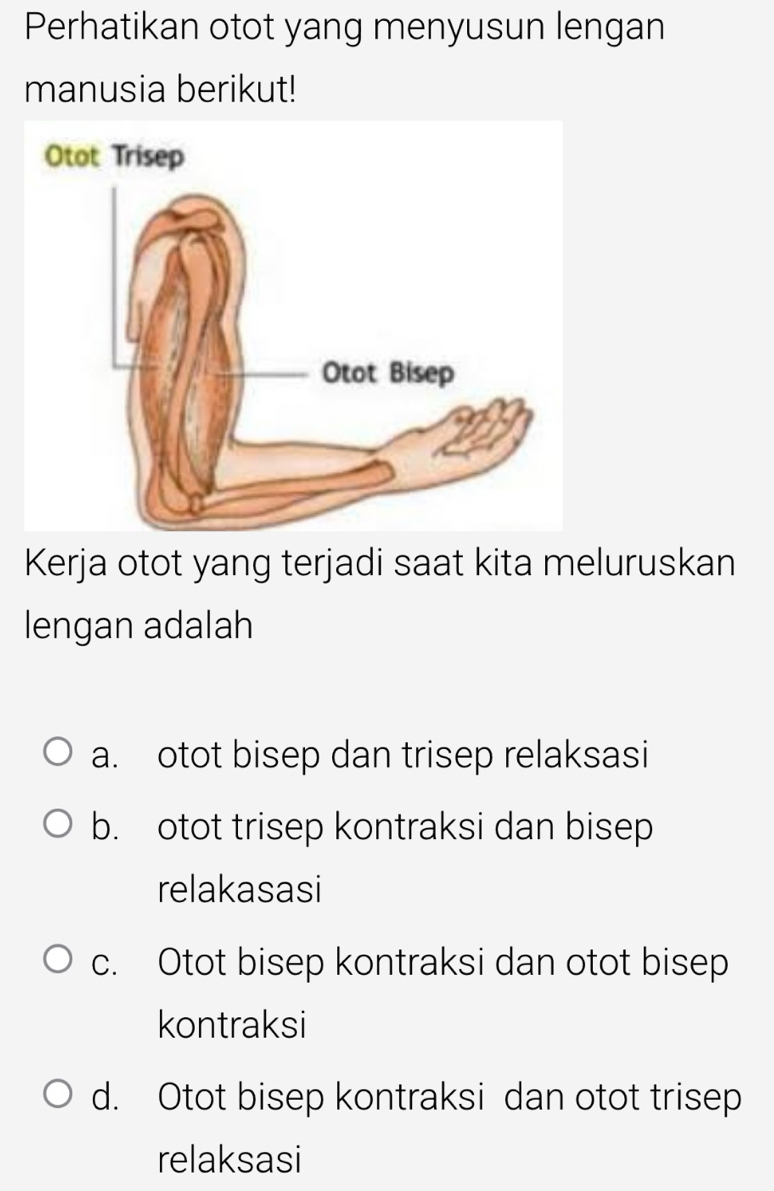 Perhatikan otot yang menyusun lengan
manusia berikut!
Kerja otot yang terjadi saat kita meluruskan
lengan adalah
a. otot bisep dan trisep relaksasi
b. otot trisep kontraksi dan bisep
relakasasi
c. Otot bisep kontraksi dan otot bisep
kontraksi
d. Otot bisep kontraksi dan otot trisep
relaksasi