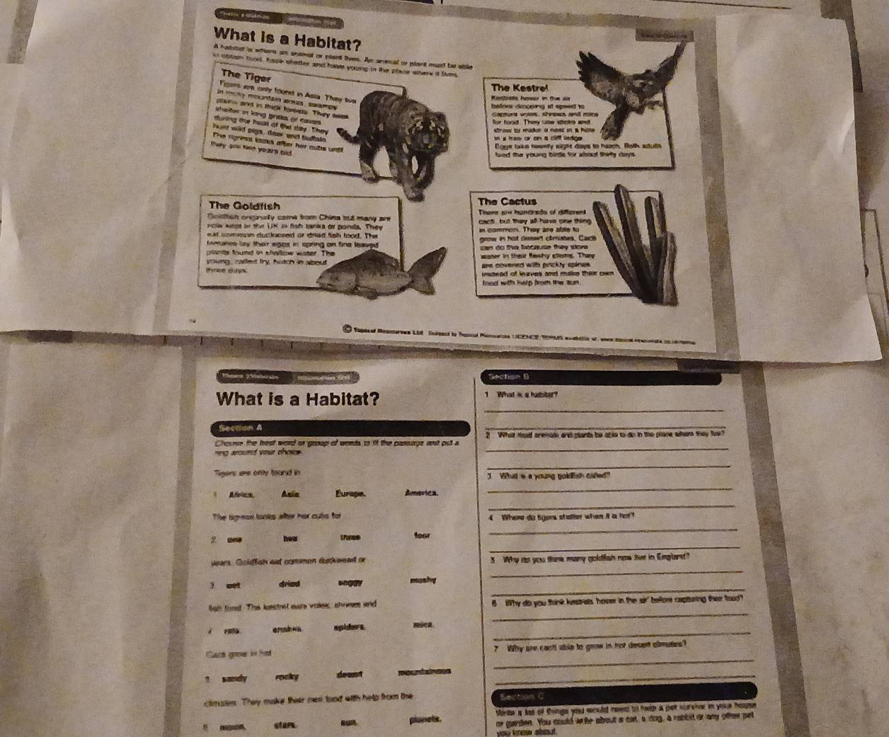 What is a Habitat?
A hatstdt s whens as ansmal or plaed lues. As ameical or plart must tw able
i obton foo, have shader and hoo young in the place ahered tiem
The Tiger
The Kestre
Tgers are only found in Asia. They tva
Misstiats luseer in tue a
in mky meuntam arnes, seare
balow dinpping at speed w 
alar and in tag haness. They se 
Cantere voes, shrees and mare
afades en lr grsía en camas 
for hoold. They sse stoks andt
during the heas of the day. They
row ty mak a naer in a h .
hand wid oigs , deer ad buftaln .
a tee or on a cill ledge .
The rgress look alke her oubs unt 
Cogr take heenty eight days to haach. Roth astull
wy s se years old 
The Goldfish The Cactus
There sue handrado of different
Soetton oregnaily come from China but many are  cact but they all have one thing .
ce wge of the UN in fat tanks or ponda. They n common. They are abte to
eat common duclossed or drad fish lood. The  goow in hat cmort carnates, Caco
onores-bey their egos in apring on fine leaue . can do thie bocse they sors .
lante found in afllow wster. The
young, catfes fry, hotch in about
ane covered with prickly spings 
nsteed of leaves and musie their own 
food wih help froch the sun
Section B
_
What is a Habitat? 1 What is a habitet?
Section A
_
_
Choure the frest word on groap of wends to if the pansuge and put a ? What teed arenate and plants be opis to do in the plare where theu t?
nng aroumd your thosse.
_
Tigers are only tound in I What s a young gokfish oafed?
Ania Eurage. dmarica
_
_
The agreas looks after her cuts for 4 When do tigons statie when it a hot?
_
_
f ane how these foor
_
years. Goldfian est comman duckweed or 3 Why do you ttank many goltish now thee in Emptaret?
_
l eet dried manty
_
but fonst Thas lonstret mure vaee, shremes and 5 Why do you think kearats home in the air' befone capturing ther fod?
_
í ruio erb e apihr a mea
_
Cant gouerin fool   Why are cactl able to grow in not decent almatien?
? samely rocky doant   _
cimstn. They make their men tood eith help from the Section C
Wirte a had of thnge your wuld mons to fouth is pat w wioe in youe fenpe
a plusets. or gardon. You could in hr about a oat, a dog, a rabbd or any oew pel
you trew about .