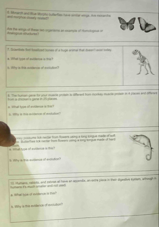 Monarch and Blue Morpho butterflies have similar wings. Are monarchs
and morphos closely related?
Are the wings of these two organisms an example of Homologous or
Analogous structures?
7. Scientists find fossilized bones of a huge animal that doesn't exist today.
a. What type of evidence is this?
b. Why is this evidence of evolution?
8. The human gene for your muscle protein is different from monkey muscle protein in 4 places and different
from a chicken's gene in 25 places.
a. What type of evidence is this?
b. Why is this evidence of evolution?
oney possums lick nectar from flowers using a long tongue made of soft
cle. Butterflies lick nectar from flowers using a long tongue made of hard
blein.
a. What type of evidence is this?
b. Why is this evidence of evolution?
10. Humans, rabbits, and zebras all have an appendix, an extra piece in their digestive system, although in
humans it's much smaller and not used.
a. What type of evidence is this?
b. Why is this evidence of evolution?