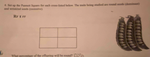 Set up the Punnett Square for each cross-listed below. The traits being studied are round seeds (dominant) 
and wrinkled seeds (recessive). 
Rr x rr 
What percentage of the offspring will be round?