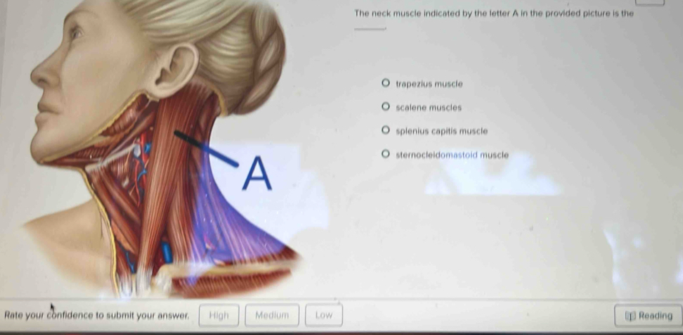 Solved: The neck muscle indicated by the letter A in the provided ...