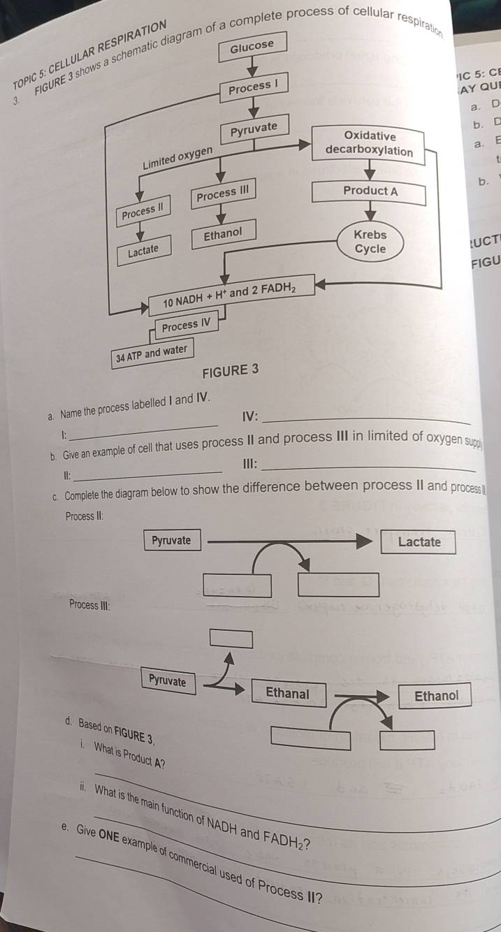 FIGURE 3 shows a schematic diagram of a complete process of cellular respiration
OPIC 5: CELLUL
'IC 5: CI
AY QU
a. D
b. D
a. E
b.
!UCT
FIGU
_
a. Name the process labelled I and IV._
IV:

b. Give an example of cell that uses process II and process III in limited of oxygen supp
ⅢII:_
I:
_
c. Complete the diagram below to show the difference between process II and process
Process III:
Pyruvate Lactate
Process III:
Pyruvate
Ethanal Ethanol
d. Based on FIGURE 3
_
What is Product A?
. What is the main function of NADH and FADH₂?
e Give ONE example of commercial used of Process II